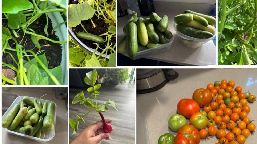 Haania Khan’s summer harvest – Close-up of fresh plants and vegetables collected during summer