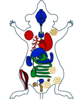 Atlas logo