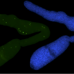 C elegans staining