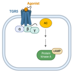 Chaduari_Publications_Image2