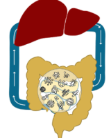 Liver logo