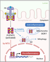 Microbial metabolism