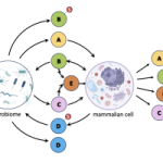 Sulfated metabolome abstract