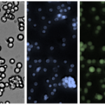 c elegans culture staining